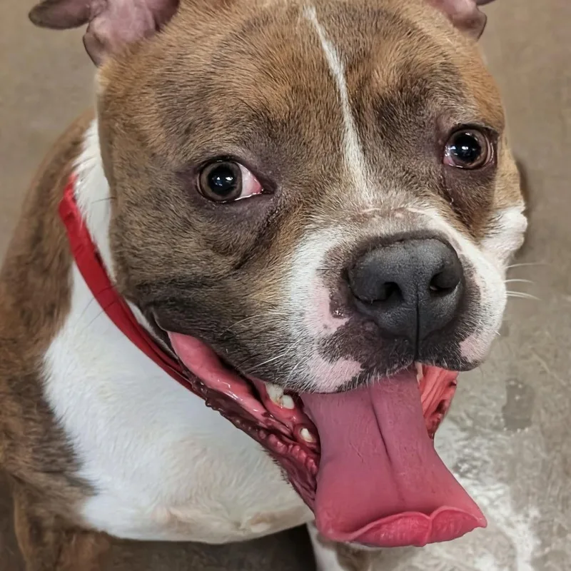 An adult large-sized male Gray / Blue / Silver Pit Bull Terrier dog named President for adoption in Baltimore, MD