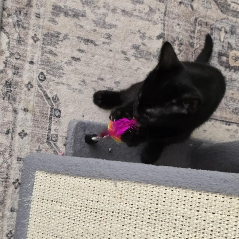 A baby small-sized female Domestic Short Hair cat named Lightning Best Friends with for adoption in West Jefferson, OH