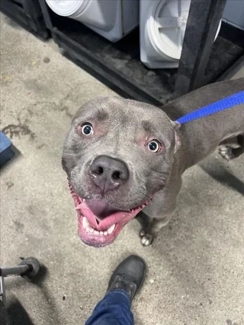 An adult large-sized male Pit Bull Terrier dog named King for adoption in Woodland, CA