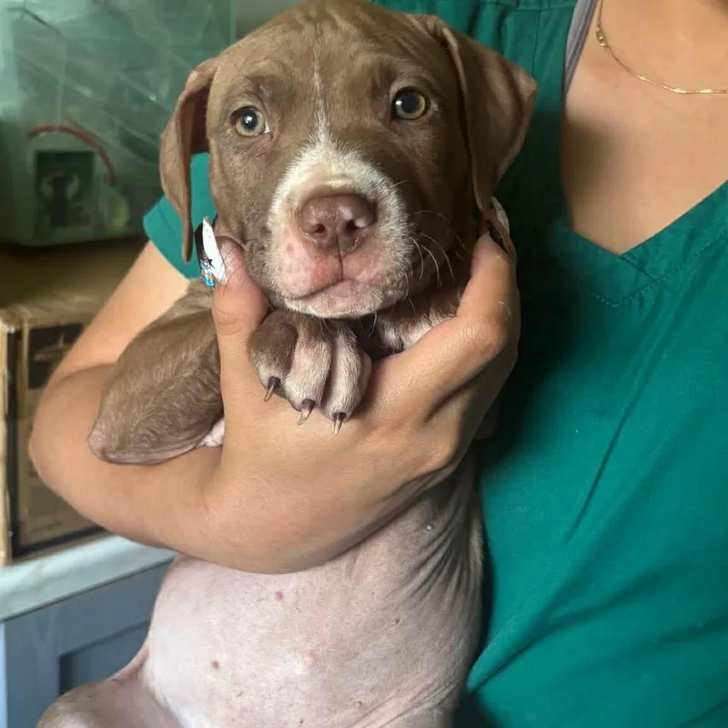 A baby large-sized female Brown / Chocolate Boxer dog named Phoebe for adoption in Tampa, FL