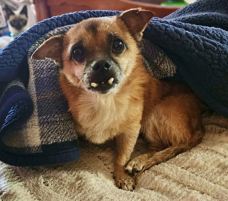 A senior small-sized male Golden Pekingese dog named Toofers for adoption in Milton, FL