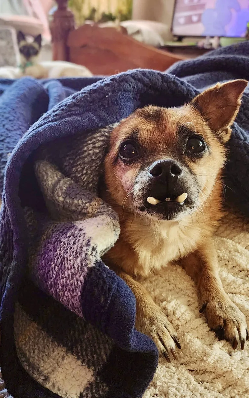 Toofers thumbnail 2