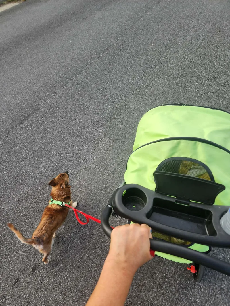 Toofers thumbnail 4