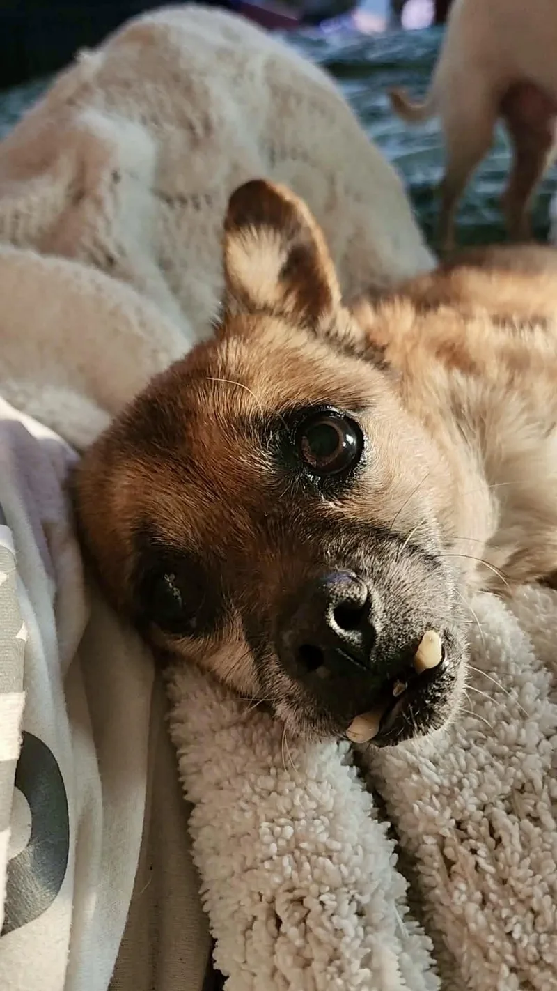 Toofers thumbnail 5