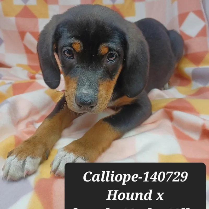 Calliope