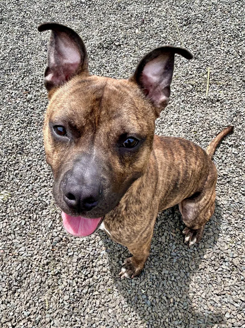 Charcoal thumbnail 2