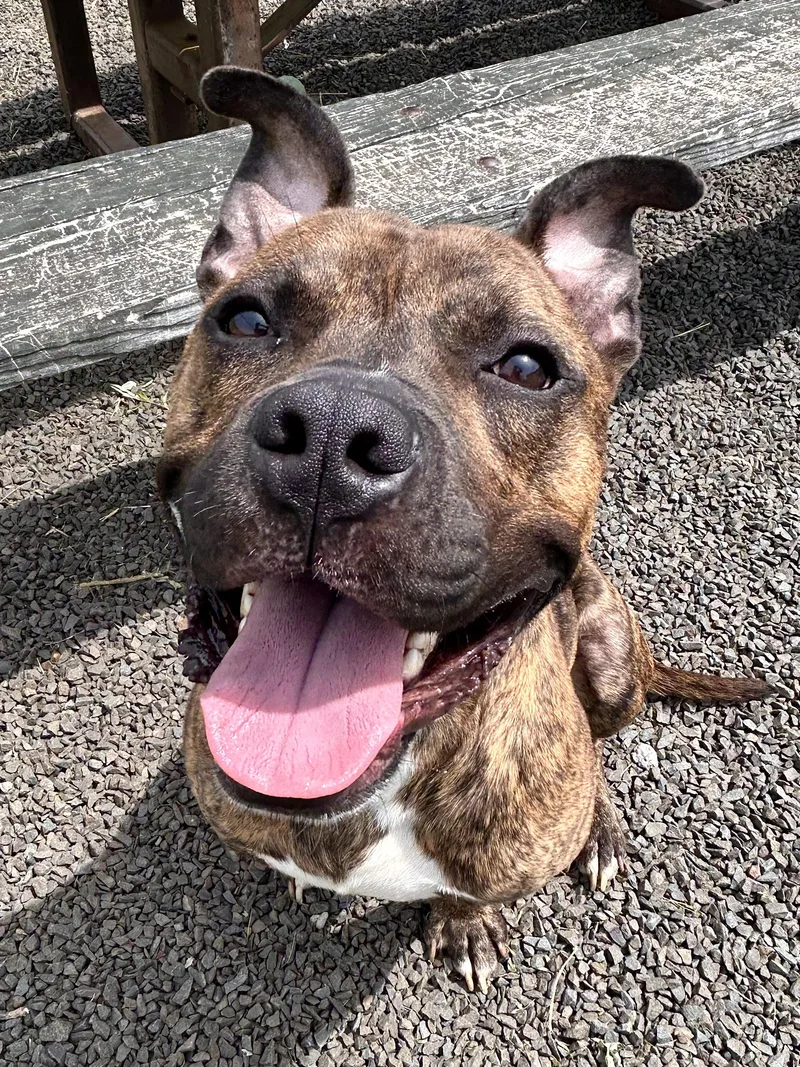 Charcoal thumbnail 5