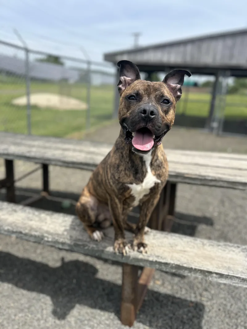 Charcoal thumbnail 6