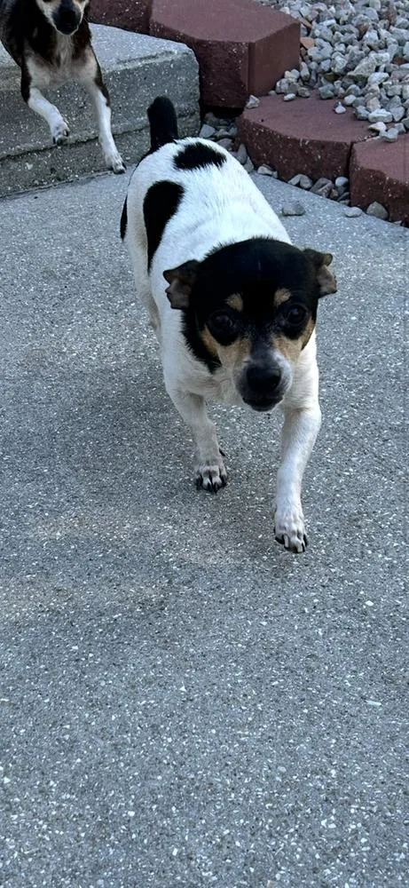 A young small-sized female Tricolor (Brown, Black, & White) Chihuahua dog named Laverne for adoption in West Palm Beach, FL