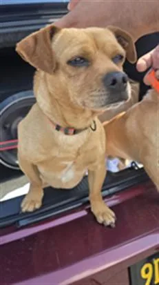 A young small-sized male Chihuahua dog named Nelly for adoption in Los Angeles, CA