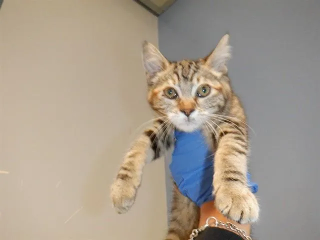 A baby small-sized female Domestic Short Hair cat named Honey for adoption in San Jose, CA