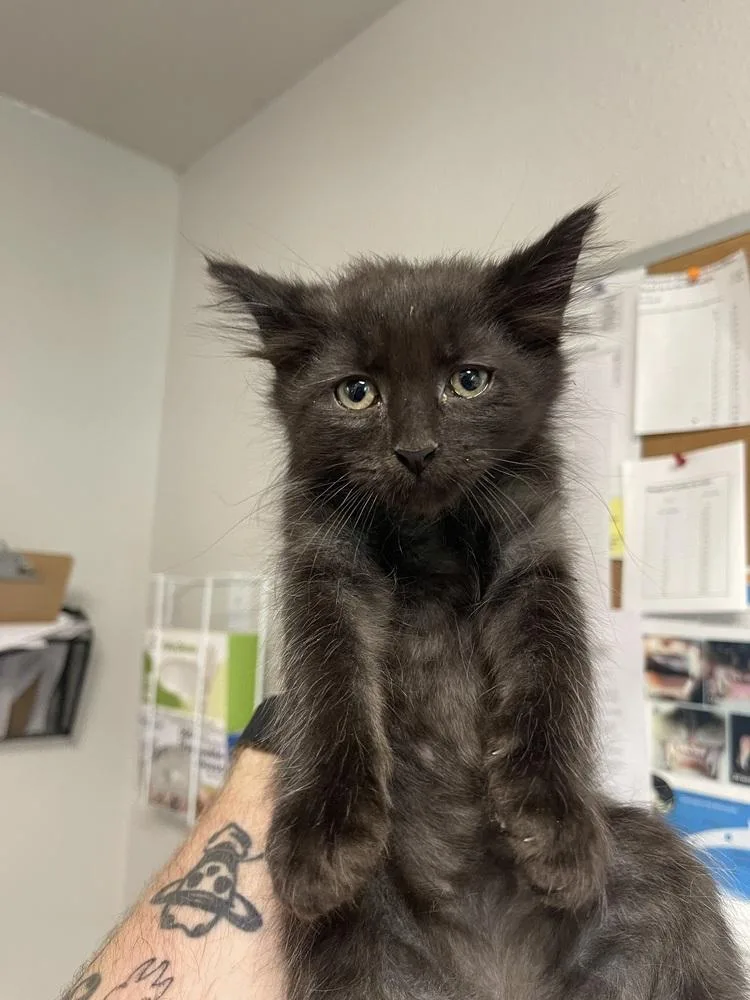 A baby medium-sized male Black Domestic Short Hair cat named Gus for adoption in Bolivar, MO