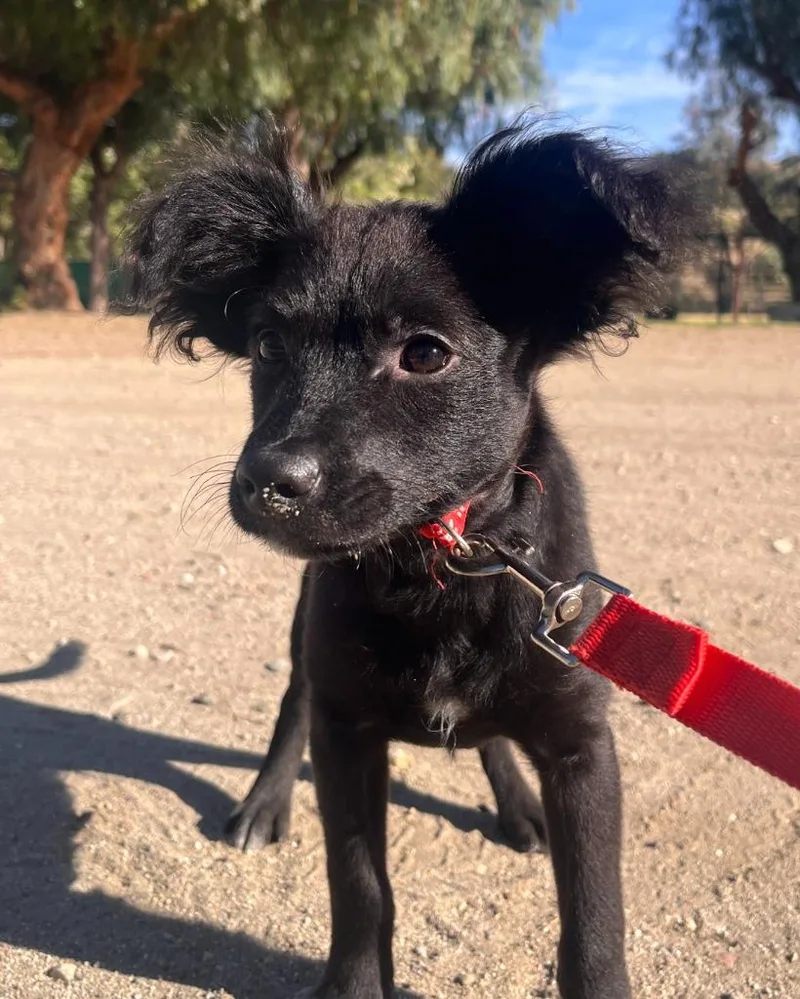 A baby small-sized male Poodle dog named Tony for adoption in Los Angeles, CA