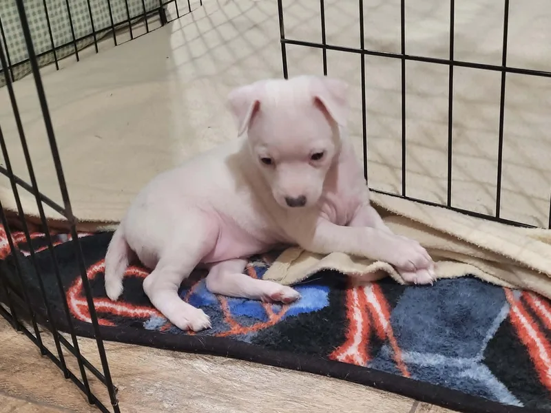 A baby small-sized female Jack Russell Terrier dog named Charlie for adoption in New River, AZ