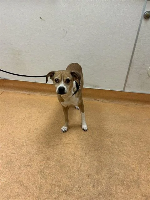 An adult medium-sized female Beagle dog named Charlie for adoption in Martinez, CA