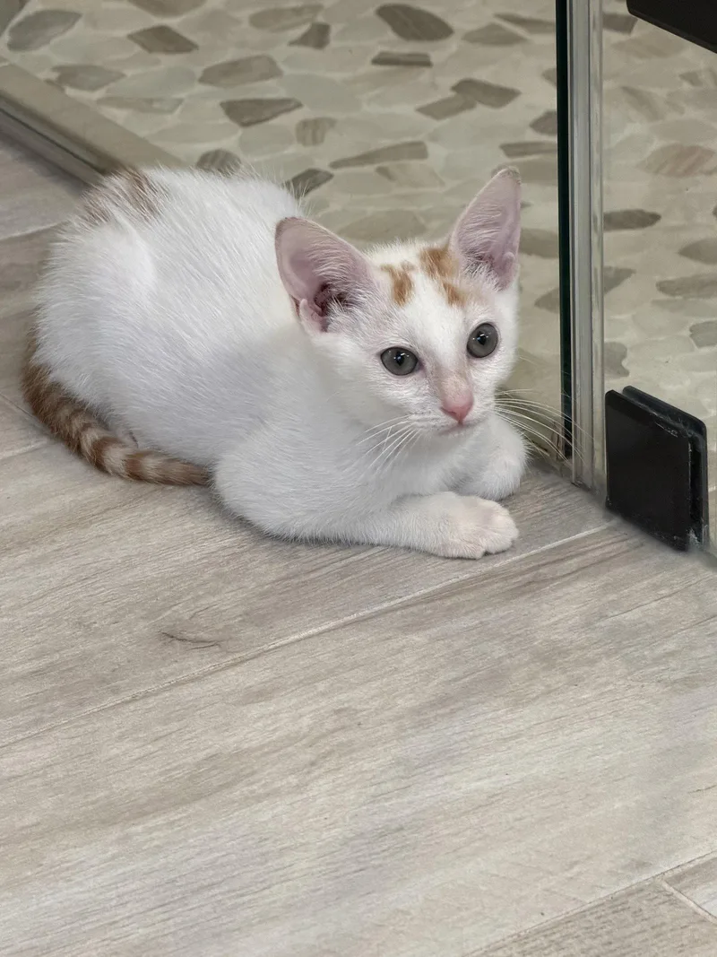A baby medium-sized male Orange & White Domestic Short Hair cat named Ocelli for adoption in Rosenberg, TX