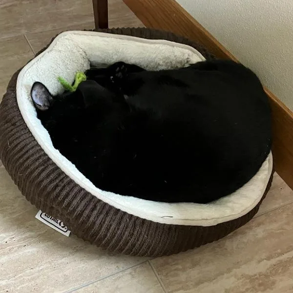 An adult large-sized male Domestic Short Hair cat named Taylor for adoption in Des Moines, IA