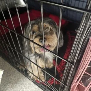 An adult small-sized female Yellow / Tan / Blond / Fawn Yorkshire Terrier dog named Bella Boop for adoption in Arlington, VA