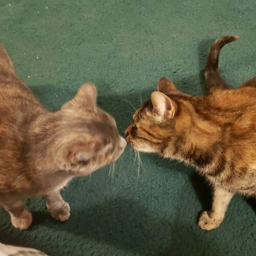 Magnolia Jane thumbnail 3