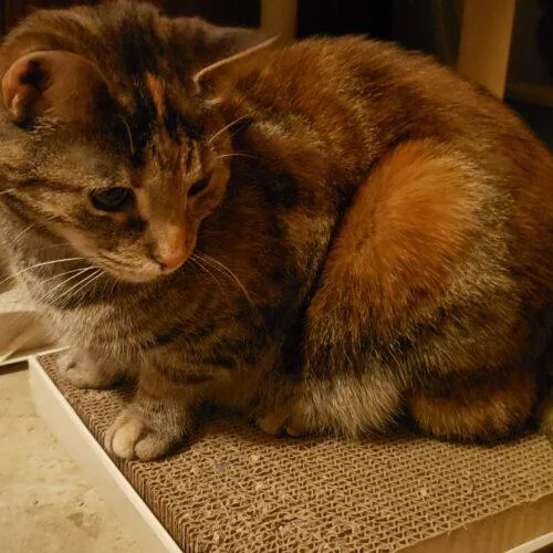 Magnolia Jane thumbnail 5