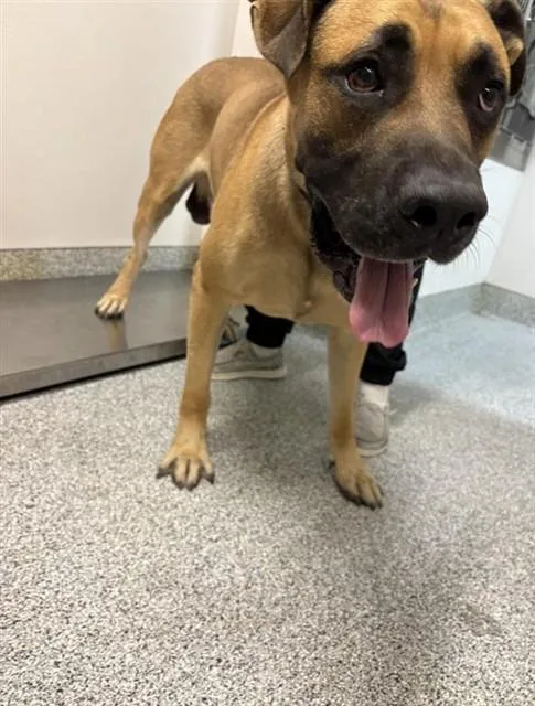 An adult large-sized male Mastiff dog named A for adoption in Houston, TX