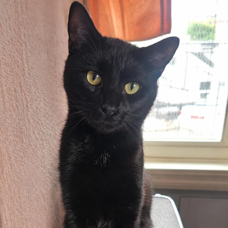 An adult large-sized male Black Domestic Short Hair cat named Puma for adoption in Salisbury, MA