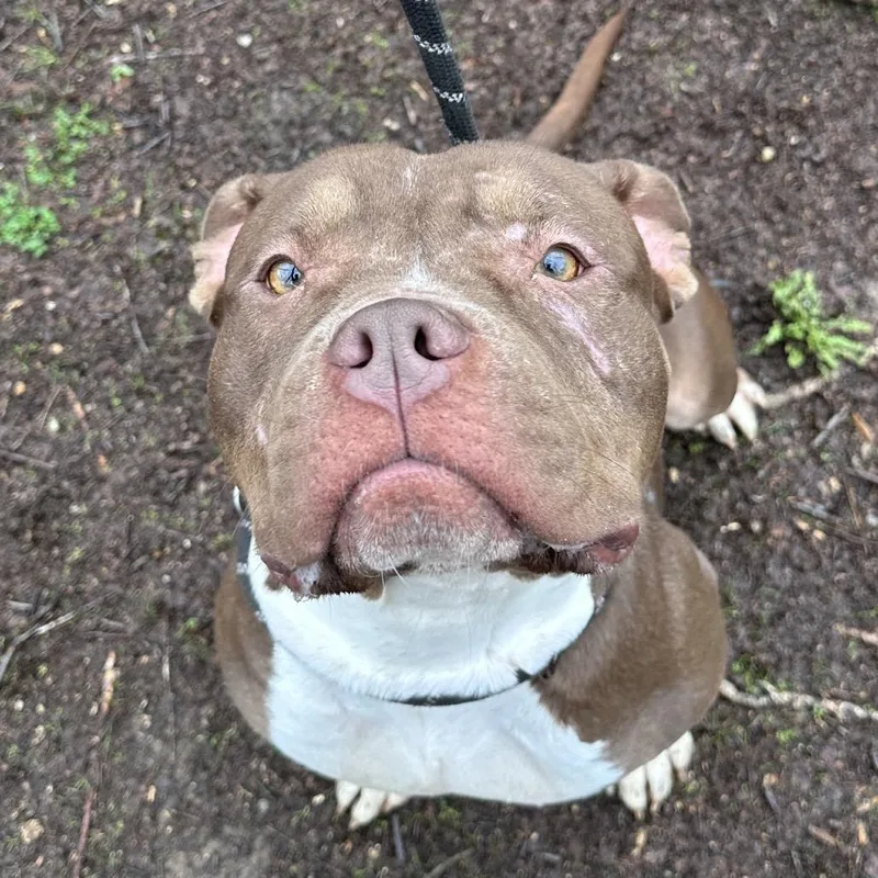 Chickpea thumbnail 3