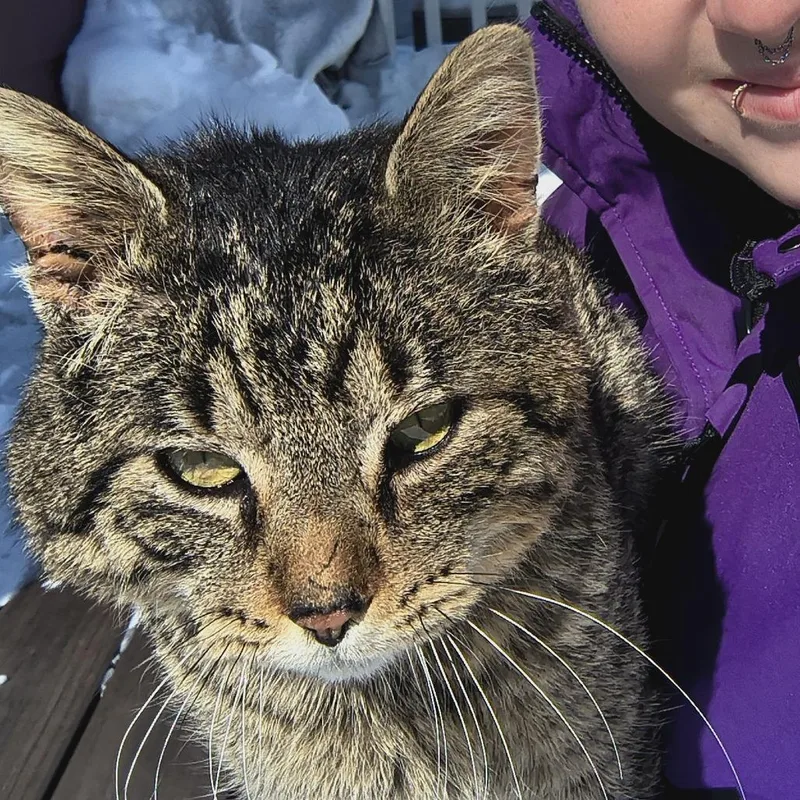 An adult large-sized male Brown / Chocolate Domestic Short Hair cat named Rubbermaid C for adoption in Princeton, MN