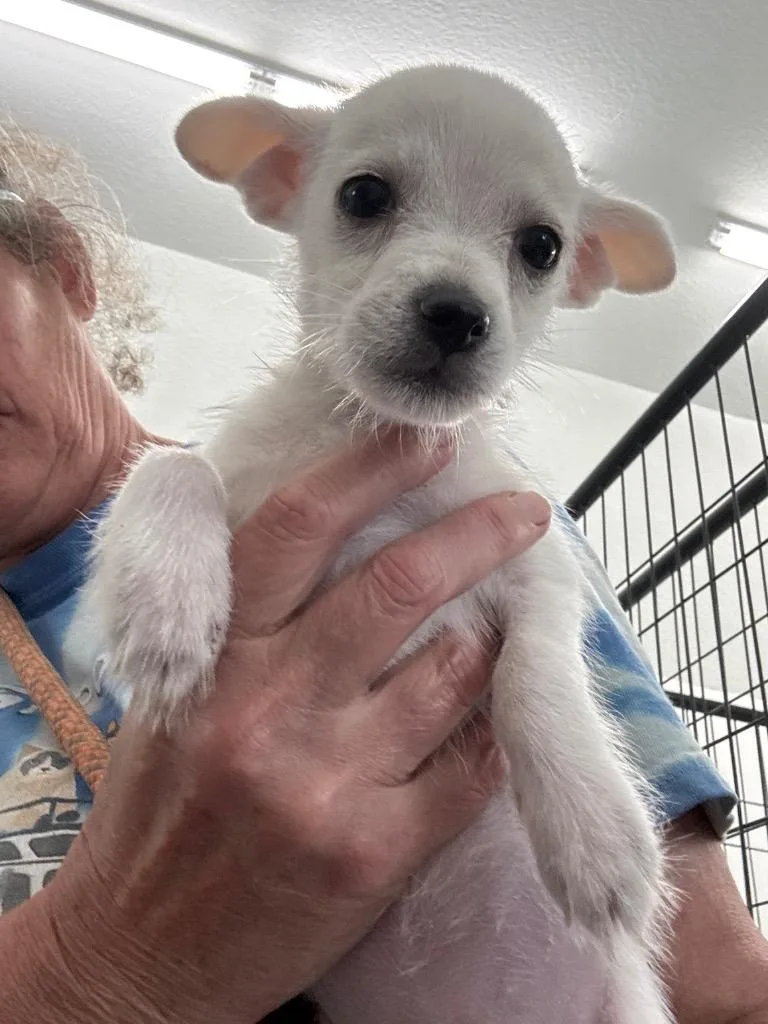 A young small-sized male Chihuahua dog named Cash for adoption in St. Augustine, FL