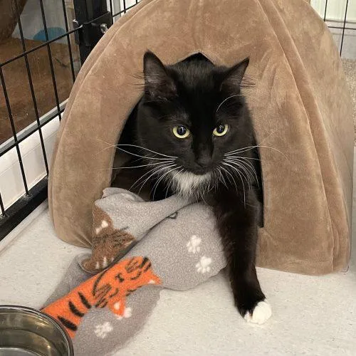 A young medium-sized female Black Domestic Long Hair cat named Princess for adoption in Vashon Island, WA