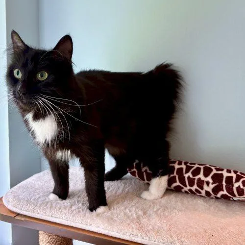 Princess thumbnail 2