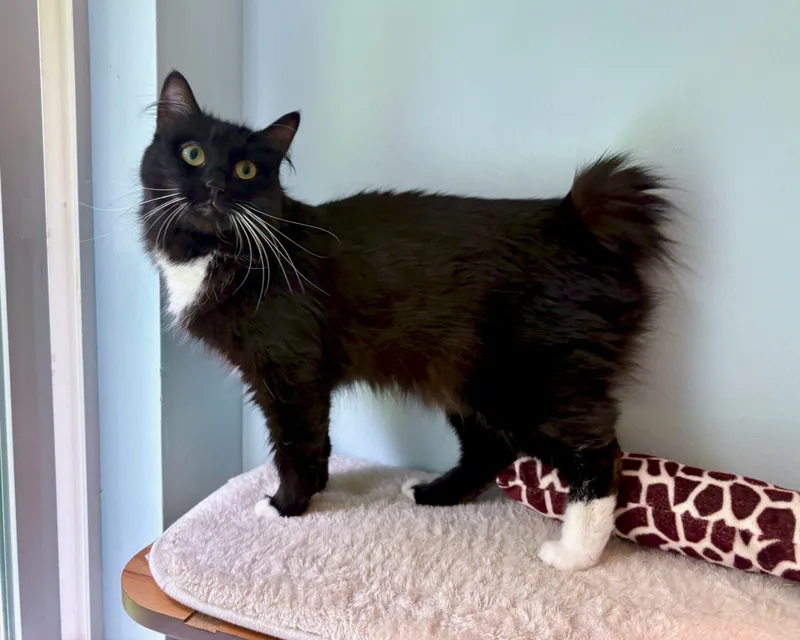 Princess thumbnail 3