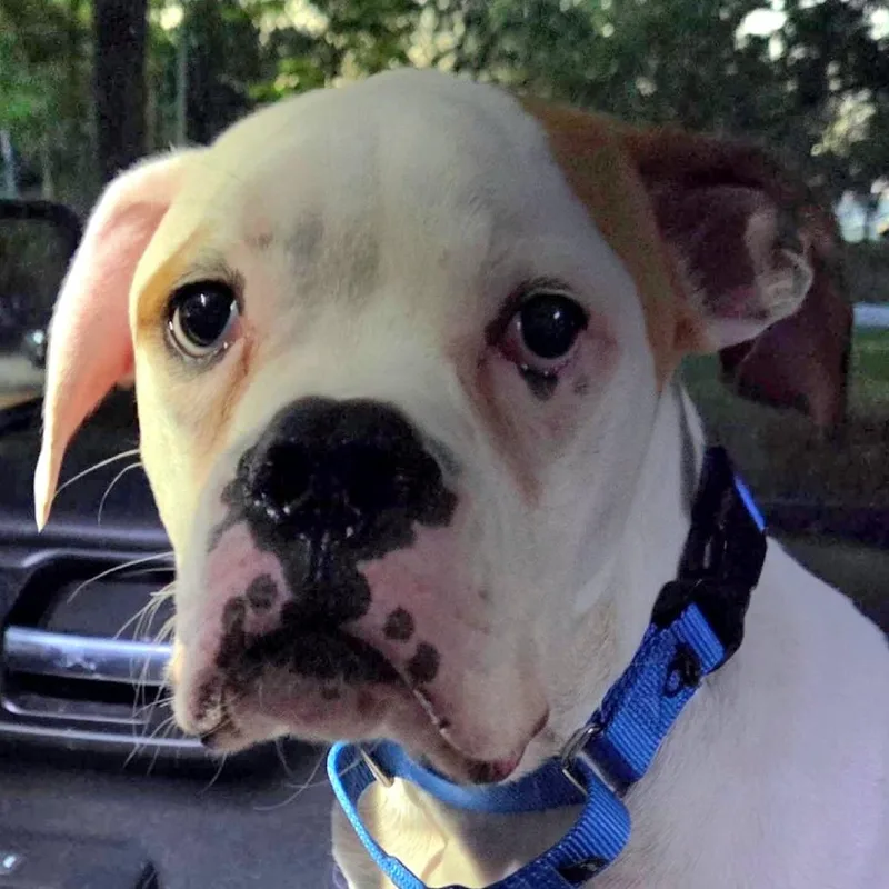 A baby medium-sized male Boxer dog named Ajax for adoption in Tallahassee, FL
