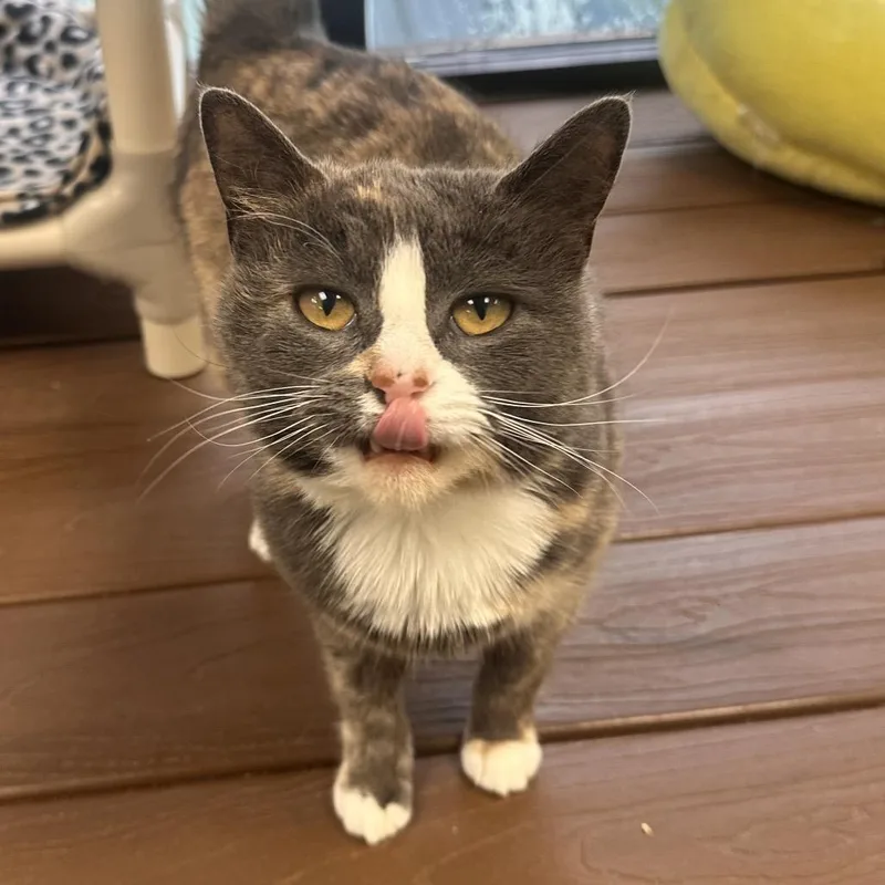An adult medium-sized female Calico Domestic Short Hair cat named Minnie for adoption in Rocky Mount, VA