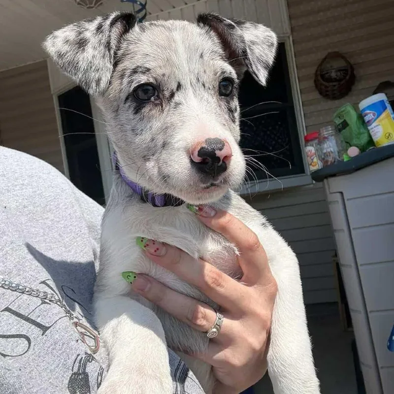 A baby medium-sized female Catahoula Leopard Dog dog named Rebecca for adoption in Staten Island, NY
