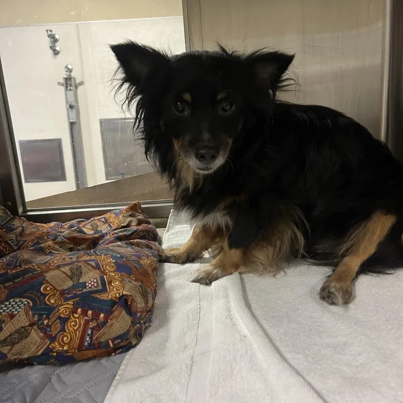 An adult small-sized male Black Mixed Breed dog named Oliver for adoption in Palm Springs, CA