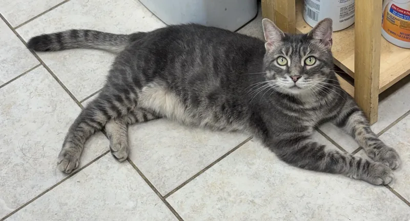 A young medium-sized male Tabby (Gray / Blue / Silver) Domestic Short Hair cat named Earl for adoption in Vernon, NJ