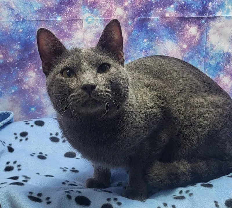 A baby large-sized male Domestic Short Hair cat named Rico for adoption in Washington Court House, OH