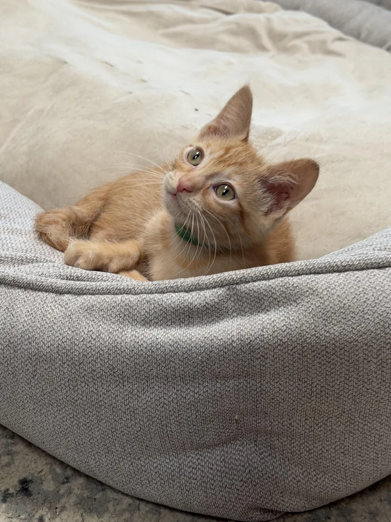 A baby small-sized male Domestic Short Hair cat named Maui for adoption in Rio Linda, CA