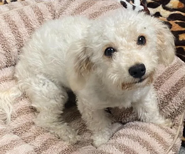 A young small-sized female Maltese dog named Vulpix for adoption in Tustin, CA