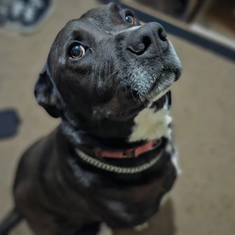 An adult large-sized male Black Labrador Retriever dog named Freddie for adoption in Oceanside, CA