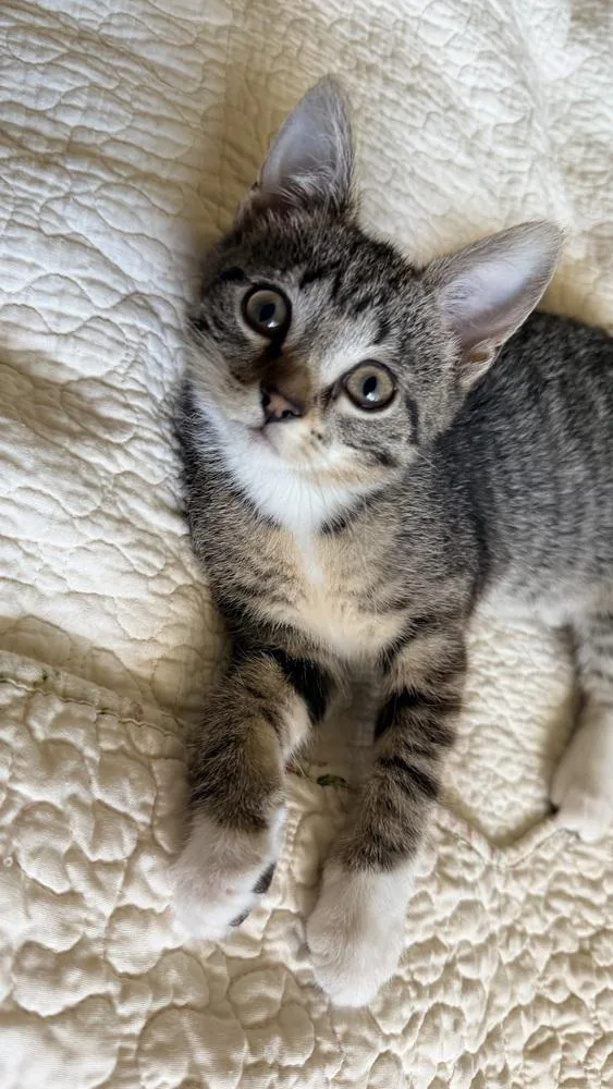 A baby small-sized female Domestic Short Hair cat named Patter for adoption in Chicago, IL