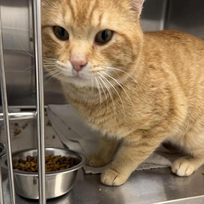 An adult large-sized male Orange / Red Domestic Short Hair cat named Casanova for adoption in La Grange, KY