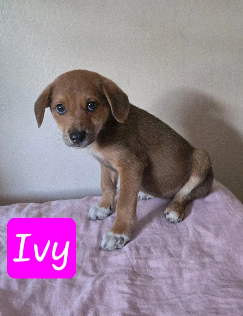 A baby medium-sized female Brown / Chocolate Labrador Retriever dog named Ivy for adoption in Huntington, NY