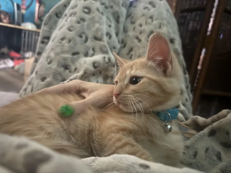 Frankie