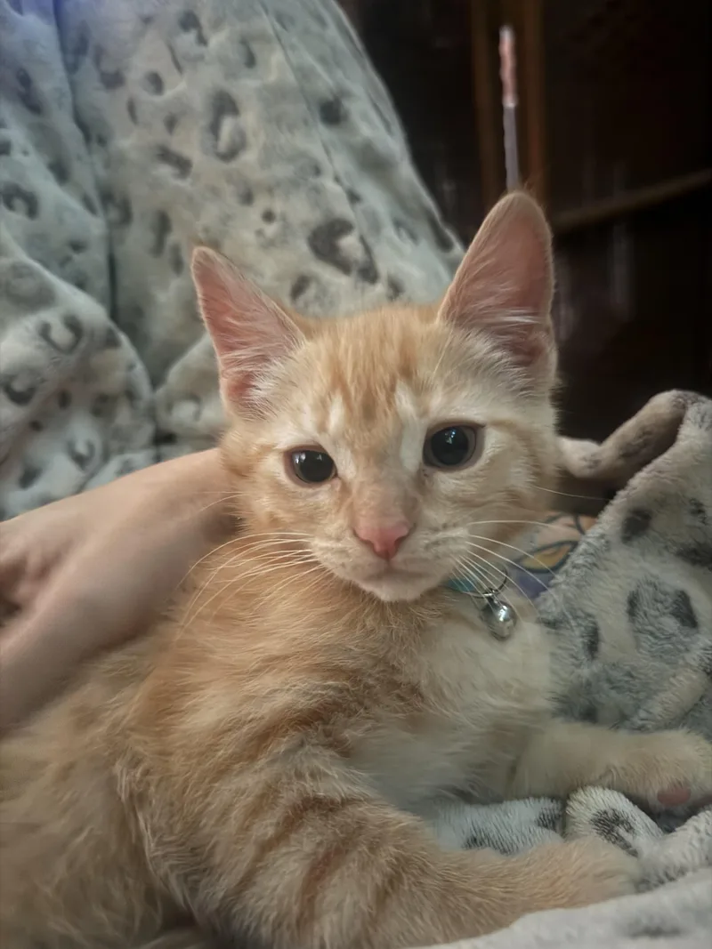 Frankie thumbnail 2