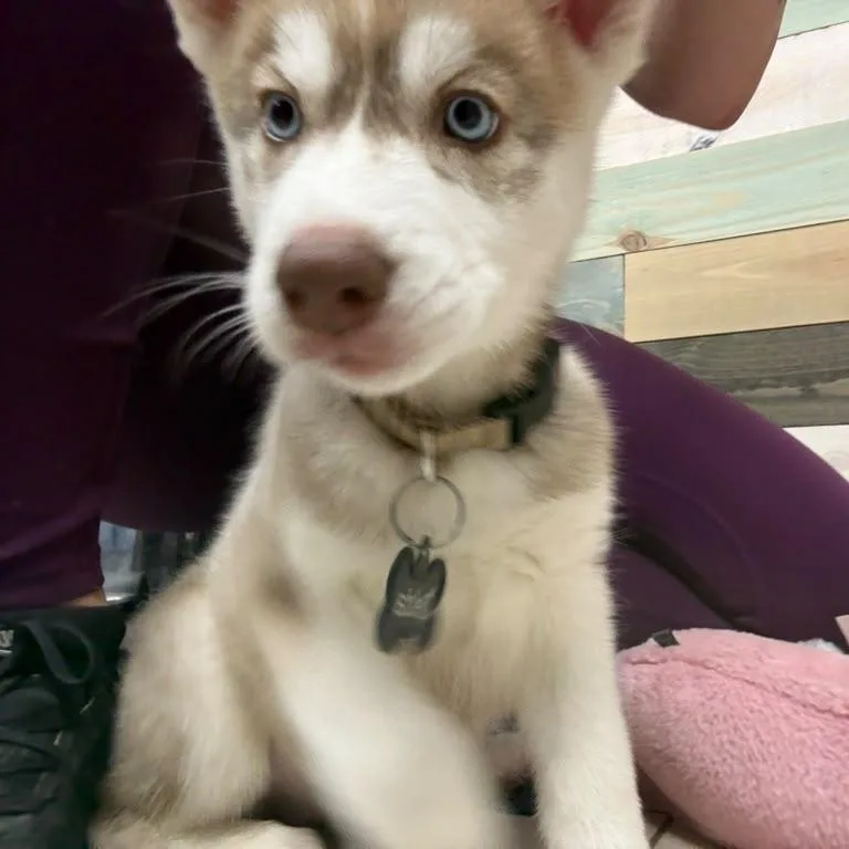 A young medium-sized female Husky dog named Zelda for adoption in Medford, NY