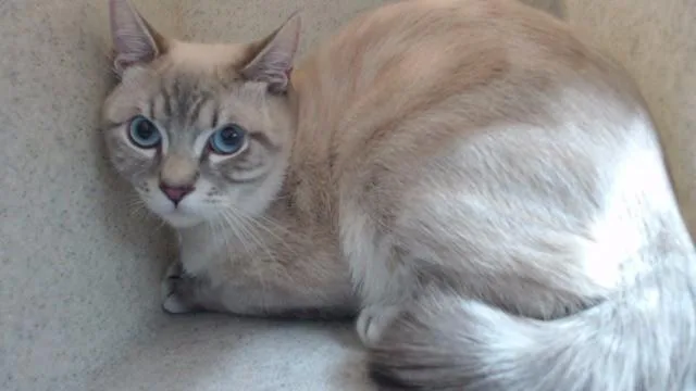 A young medium-sized male Siamese cat named Leo for adoption in Downey, CA