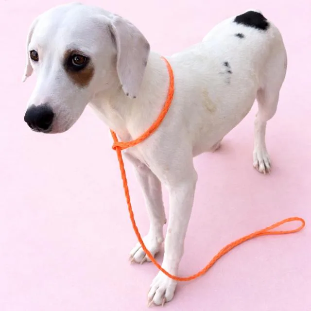 An adult medium-sized female Beagle dog named Gigi for adoption in Bothell, WA