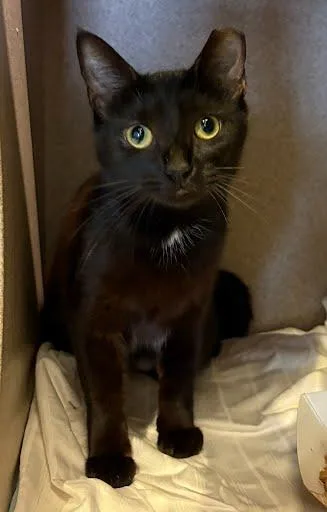 An adult medium-sized female Domestic Short Hair cat named Daisy Bee for adoption in Washington, DC